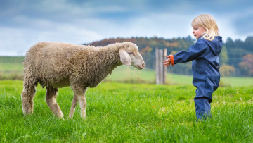 Ευλογιά προβάτων: Κίνδυνος για την κτηνοτροφία, όχι για τη δημόσια υγεία

