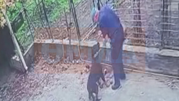 Εκπαιδευτής σκύλων εξηγεί τι πήγε λάθος και το ροτβάιλερ επιτέθηκε σε 76χρονο στην Καλαμάτα - Δεν είναι πάντα ο σκύλος το πρόβλημα 