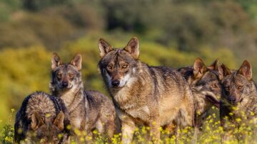 O «άλφα λύκος»: Τι ισχύει πραγματικά στις αγέλες των λύκων