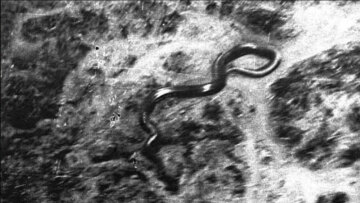 Πιλότος είδε φίδι 15 μέτρων στα δάση του Κονγκό: «Μπορούσε να με καταπιεί με μία χαψιά» (vid)