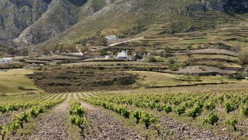 Παγκόσμια Ημέρα Οινοτουρισμού 2025: Μια γιορτή που τροφοδοτεί την ανάπτυξη του κλάδου
