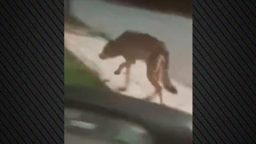 Λύκος έκανε την εμφάνισή του σε Πετρούπολη και Άνω Λιόσια - Δείτε βίντεο