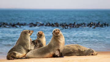 SOS για τους θαλάσσιους ελέφαντες: Ο πληθυσμός τους στην Ανταρκτική αποδεκατίστηκε από τη γρίπη των πτηνών