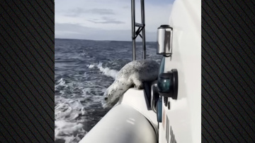 Η... μεγάλη απόδραση: Φώκια ξεφεύγει από τις όρκες πηδώντας στο σκάφος φωτογράφου, δείτε βίντεο