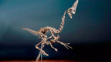 «Πωλείται όπως είναι... σκελετωμένο»: Ένας από τους τελευταίους Δεινόσαυρους βγαίνει στο σφυρί για 6 εκατ. ευρώ