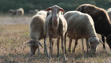 Νέο μοντέλο διαχείρισης στην ευλογιά των αιγοπροβάτων – Διαφάνεια και αυστηροί έλεγχοι στα βιολογικά 