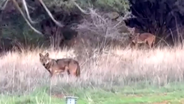 Εμφανίστηκαν δύο λύκοι κοντά σε σπίτια στη Θέρμη - Δείτε βίντεο