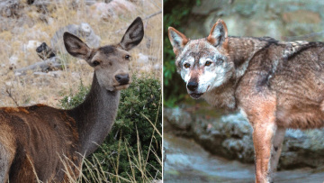 Αλλάζει ο σχεδιασμός για την Πάρνηθα - «Εκτροφείο» ελαφιών για να γλιτώσουν από τους λύκους