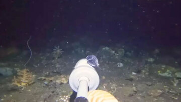 Έριξε μια GoPro στα 200 μέτρα βάθος: Το πλάσμα που είδε στο βυθό του ωκεανού μπέρδεψε ακόμη και τους ειδικούς