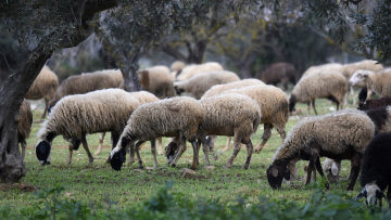 Αναστολή μέτρων αναγκαστικής εκτέλεσης για κτηνοτρόφους που πλήττονται από την ευλογιά των αιγοπροβάτων