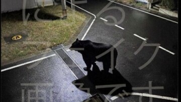 Ιαπωνική πόλη απέσυρε ανάρτηση για εμφάνιση αρκούδας λόγω εικόνας που είχε δημιουργηθεί μέσω ΑΙ