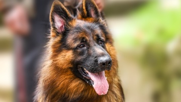 Πιθανόν από το νέο έτος στην κυκλοφορία οι θεραπείες που επιβραδύνουν τη γήρανση των σκύλων