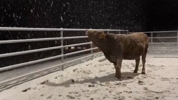 Αγελάδα βλέπει χιόνι για πρώτη φορά και γίνεται viral με την αντίδρασή της, δείτε βίντεο
