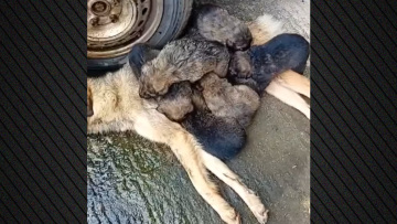 Εικόνες φρίκης καταγράφει φιλοζωικός σύλλογος στην Τρίπολη: Αδέσποτη σκυλίτσα θηλάζει τα κουτάβια της ενώ ξεψυχά