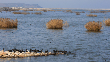 Στέλεχος του ΠΑΣΟΚ καταθέτει για ΟΠΕΚΕΠΕ: Το κέντρο υποδοχής δηλώσεων, οι εκτάσεις στη λίμνη Κάρλα και το κύκλωμα των Γιαννιτσών