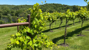 Τα «ξενιτεμένα» ελληνικά αμπέλια: Γιατί αυξάνεται η ζήτηση για ποικιλίες της χώρας μας από την Αμερική μέχρι την Αυστραλία