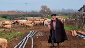 Η ιστορική φυλή προβάτων Ρουμλουκίου που έκανε τον κτηνοτρόφο της Θεσσαλονίκης να λυγίσει: Γιατί κινδυνεύει με εξαφάνιση