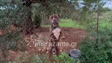 Τραγωδία στη Ζάκυνθο: Το επόμενο διάστημα θα αποφασιστεί αν θα θανατωθεί το πίτμπουλ που σκότωσε το 2χρονο παιδάκι