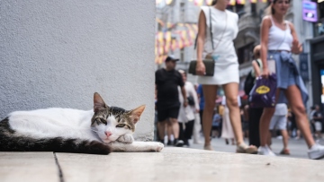 Μέσα στην πόλη που «κυβερνούν» οι γάτες: Η παράδοση από την Οθωμανική Αυτοκρατορία και τα ζώα-σύμβολα της Κωνσταντινούπολης
