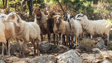 Τι ισχύει για τον εμβολιασμό για την ευλογιά των αιγοπροβάτων, 7 απαντήσεις σε ανακριβείς ισχυρισμούς