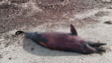 Νεκρό δελφίνι ξεβράστηκε στην παραλία του Κέρους στη Λήμνο, δείτε φωτογραφίες