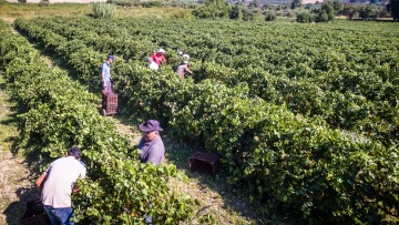 Οδηγός για αγρότες και κτηνοτρόφους:  Πώς μπορούν να κάνουν διορθώσεις και ενστάσεις για τις επιδοτήσεις