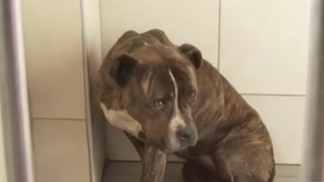 «Πρώτη φορά βλέπουμε σκυλί με τέτοια απάθεια»: Τι λένε στο ΔΙΚΕΠΑΖ για το πίτμπουλ που σκότωσε τον 2χρονο στη Ζάκυνθο, 30 αιτήματα υιοθεσίας