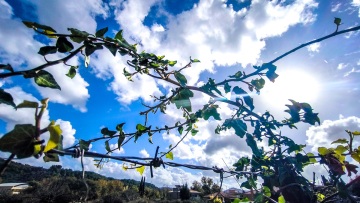 Καιρός: «Άνοιξη» μέσα στον χειμώνα:, ξεπέρασε τους 20°C η μέγιστη θερμοκρασία, μικρή πτώση το Σάββατο