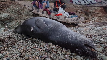 Πυροβόλησαν και σκότωσαν μεσογειακή φώκια στο Μαύρο Λιθάρι