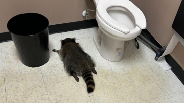 Ύποπτο για σειρά διαρρήξεων το ρακούν που μέθυσε και λιποθύμησε σε κάβα στη Βιρτζίνια