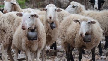Πρωτοψάλτης: Οικονομική στήριξη 187 εκατ. ευρώ σε κτηνοτρόφους που έχουν πληγεί από την ευλογιά μέχρι τέλος του 2026