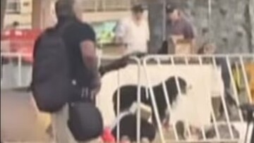 Πιστή σκυλίτσα στέκεται πάνω από τον νεκρό κηδεμόνα της εν μέσω της επίθεσης στο Σίδνεϊ, δείτε βίντεο