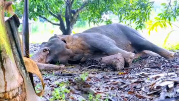 Δείτε βίντεο: Τρεις άνδρες έκαψαν ζωντανό άγριο ελέφαντα στη Σρι Λάνκα, αφού τον πυροβόλησαν