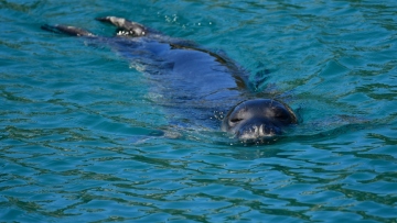 Ο Guardian μιλάει για ελληνική τραγωδία: Οι σπάνιες φώκιες Μονάχους - Μονάχους κρύβονται σε σπηλιές για να ξεφύγουν από τους τουρίστες