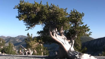 Προμηθέας: Το δέντρο που έζησε 5.000 χρόνια και κόπηκε από ένα ανθρώπινο λάθος