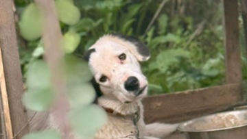 Καταγγελίες της Save a Greek Stray για άτυπο καταφύγιο ζώων σε χωριό της Ηλείας: Σκύλοι δεμένοι χωρίς νερό και τροφή