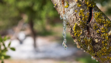 Μαστίχα Χίου: Το παγκόσμιο brand που περνά από γενιά σε γενιά