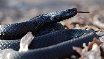 Κεντάκι: Έσωσαν άνθρωπο από δηλητηριώδες φίδι και τώρα απειλούνται με κυρώσεις