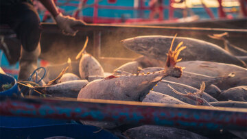 Η “σκοτεινή” αλήθεια πίσω από το ψάρεμα του τόνου στους ωκεανούς