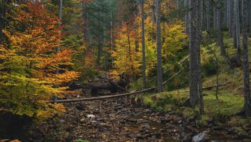 Βάλια Κάλντα: Eκεί όπου η Φύση ξυπνά τις αισθήσεις