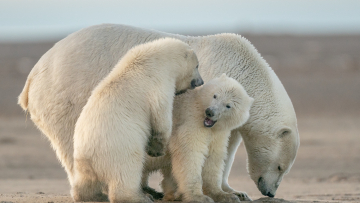 Η πολική αρκούδα που υιοθετησε εγκαταλελειμμένο αρκουδάκι - Φωτογραφίες

