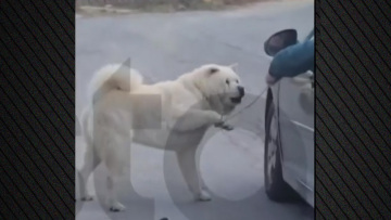 Βίντεο: Τον πάω βόλτα, είπε ο 67χρονος που οδηγούσε και είχε τον σκύλο να τρέχει δίπλα στο ΙΧ κρατώντας τον από το λουρί