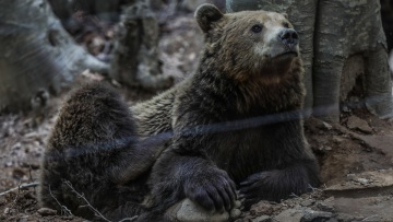 Νυμφαίο: Έπεσαν σε χειμέριο λήθαργο οι αρκούδες του Αρκτούρου