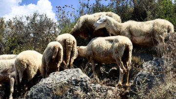 Δεν μπορούσε να συνέλθει αφότου του θανάτωσαν τα ζώα του, λένε συγγενείς και φίλοι του κτηνοτρόφου που αυτοκτόνησε 