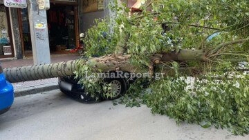 Λαμία: Μεγάλο δέντρο έπεσε πάνω σε αυτοκίνητα στο κέντρο και έκλεισε τον δρόμο, δείτε βίντεο και φωτογραφίες
