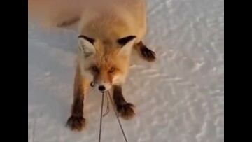 Αλεπού προσπαθεί να κλέψει έλκηθρο με ψάρια και γίνεται viral για την αποφασιστικότητά της, δείτε βίντεο