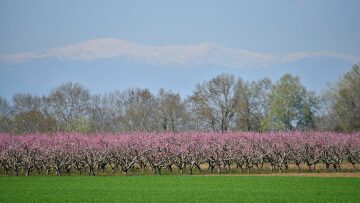 Τα εκλεκτά προϊόντα της Ημαθίας: Από το ροδάκινο στον μπάτζο
