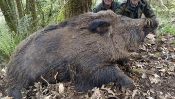 Το θαύμα της φύσης: Ο «υπερ-αγριόχοιρος» που μπορεί να φτάσει τα 200 κιλά