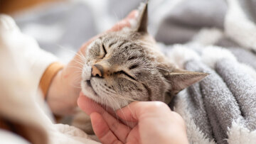 Η χρυσή εποχή των κατοικιδίων – Πώς η μοναξιά γεμίζει τα ταμεία μιας αναπτυσσόμενης αγοράς