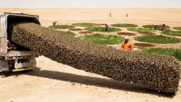 Μετέφεραν εκατομμύρια μέλισσες για να σώσουν τη Σαχάρα, αλλά κατέληξαν λιωμένες: Την λύση έδωσε η γεωμετρία